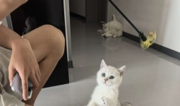 宠物猫出售