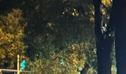 晚上遇到的，你这个车要高级点，停在路中央！