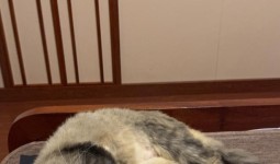 有时候发觉现在人的活还不如一个猫舒服！